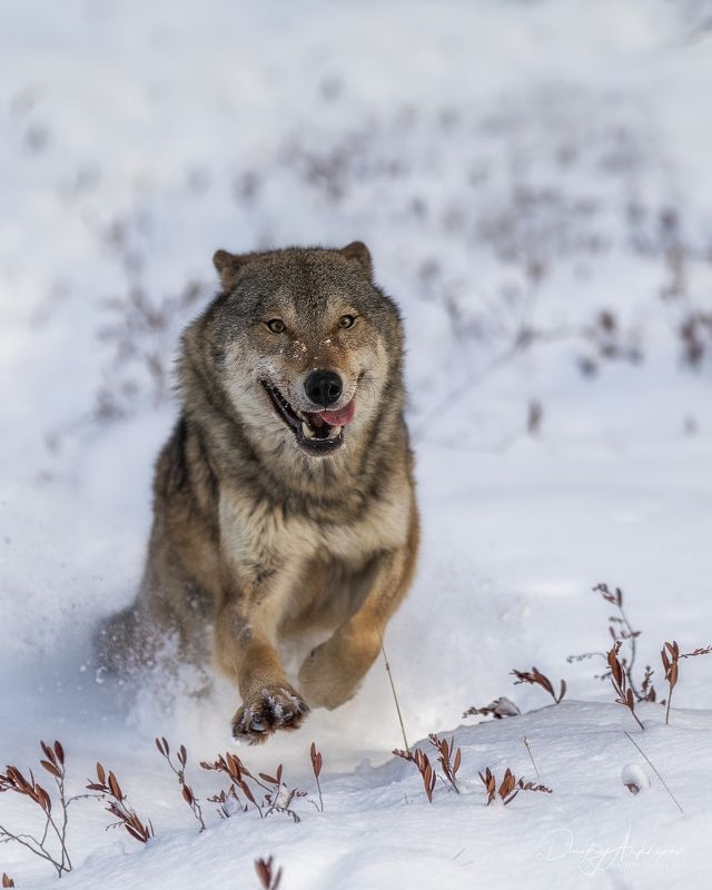 Волки фото превью