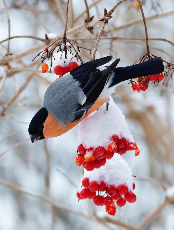 снегирь, pyrrhula pyrrhula, фото птиц Снегирь. (Pyrrhula pyrrhula) фото превью