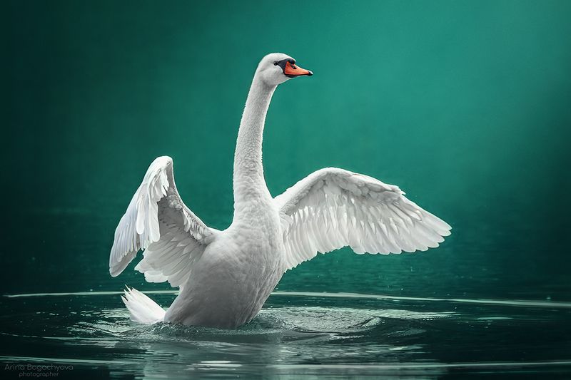 *** фото превью