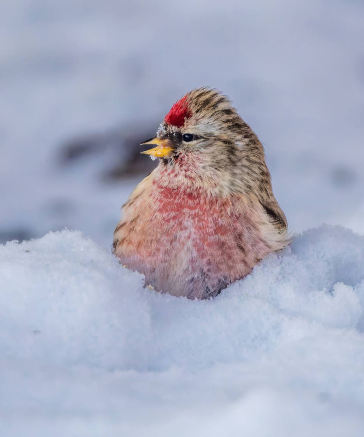 , Дэм Константин
