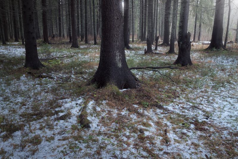 Предзимье фото превью