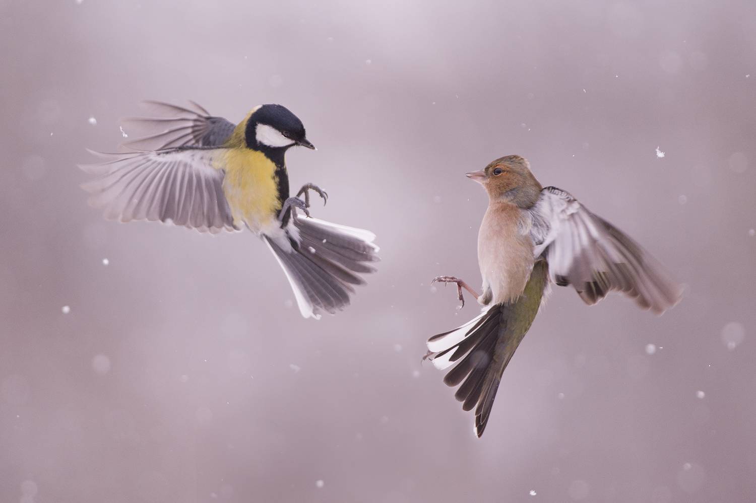 , Евгени Стефанов