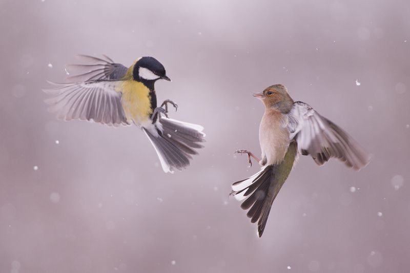 Соревнование на снегу фото превью