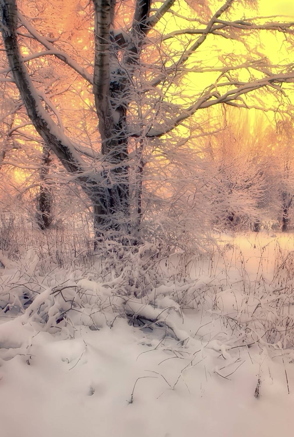 пейзаж, landscape, nature, природа, зима, winter, sunset, закат, лес, forest, Julia Kaissa