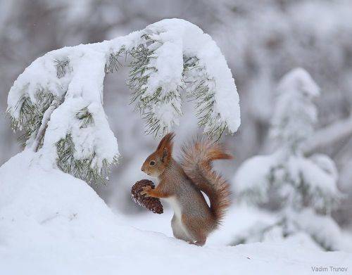 Снежная зима, но шишку надо перепрятать!