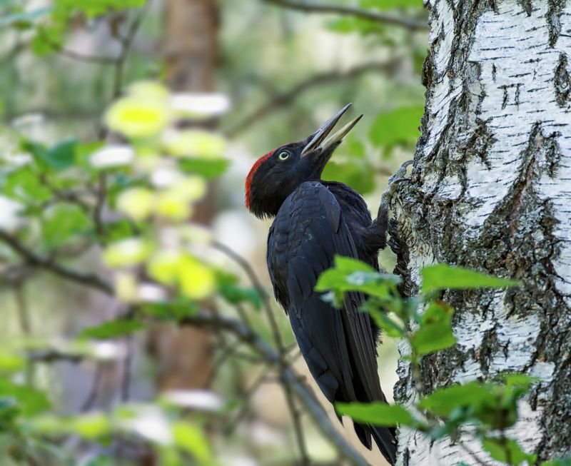 птица, дятел, желна, слётки, Слётки - малыши фото превью