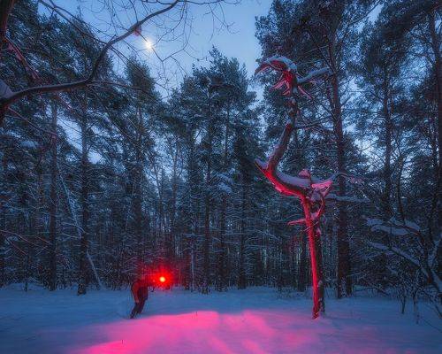 Встретил лесного дракона в ночном лесу