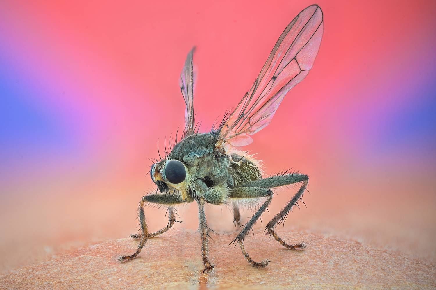 ceclii, macro, Ganev Tsvetan