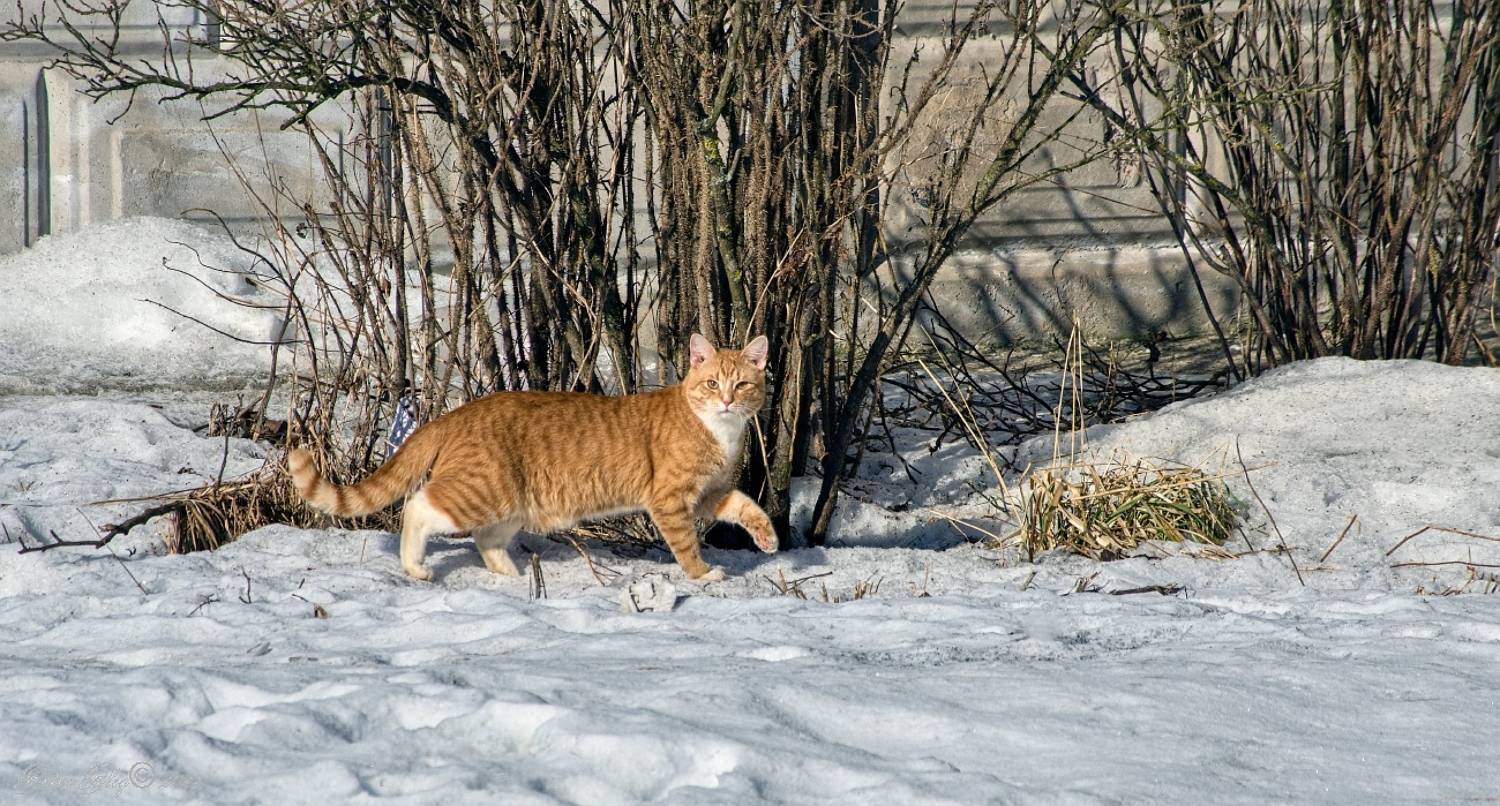 , Орлов Олег