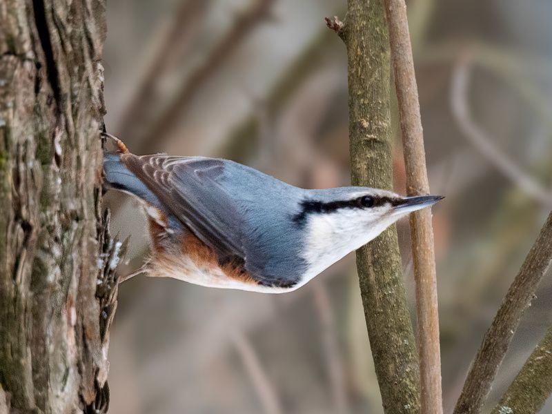 Красавчик. Поползень фото превью