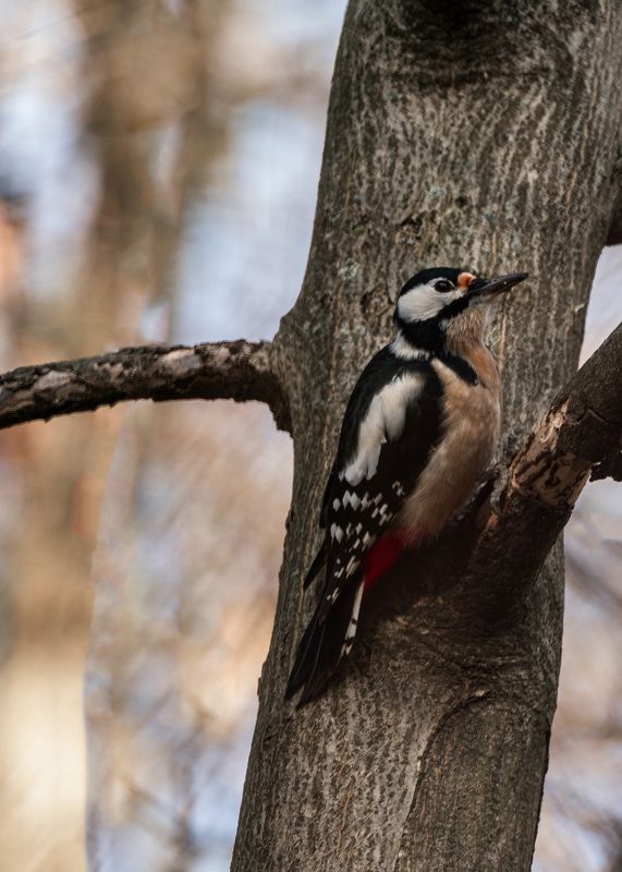 большой пестрый дятел Большой пестрый дятел фото превью