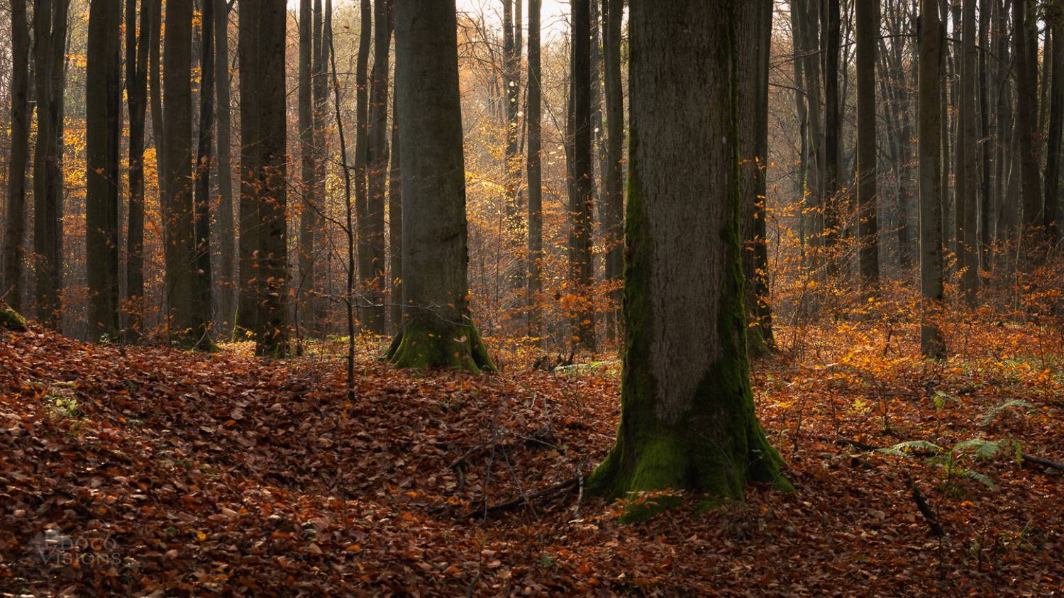autumn,landscape,forest,woods,woodland,tree,trees,nature,, Photo Visions