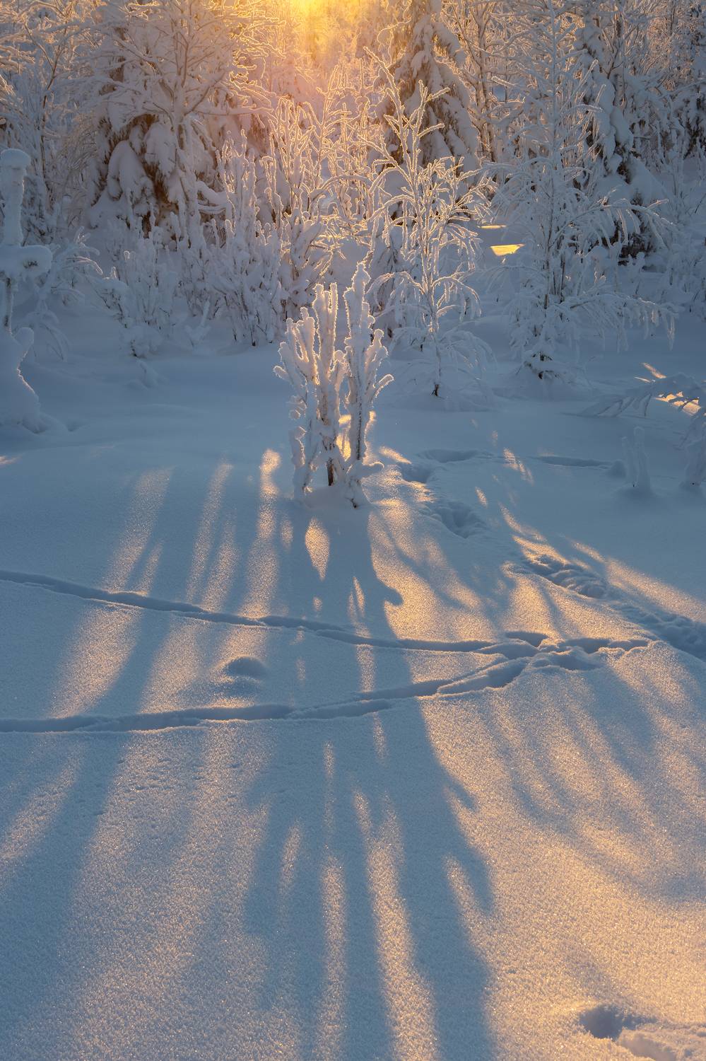 снег, иней, зима, мороз, сугроб, след, солнце, Светлана Холодняк