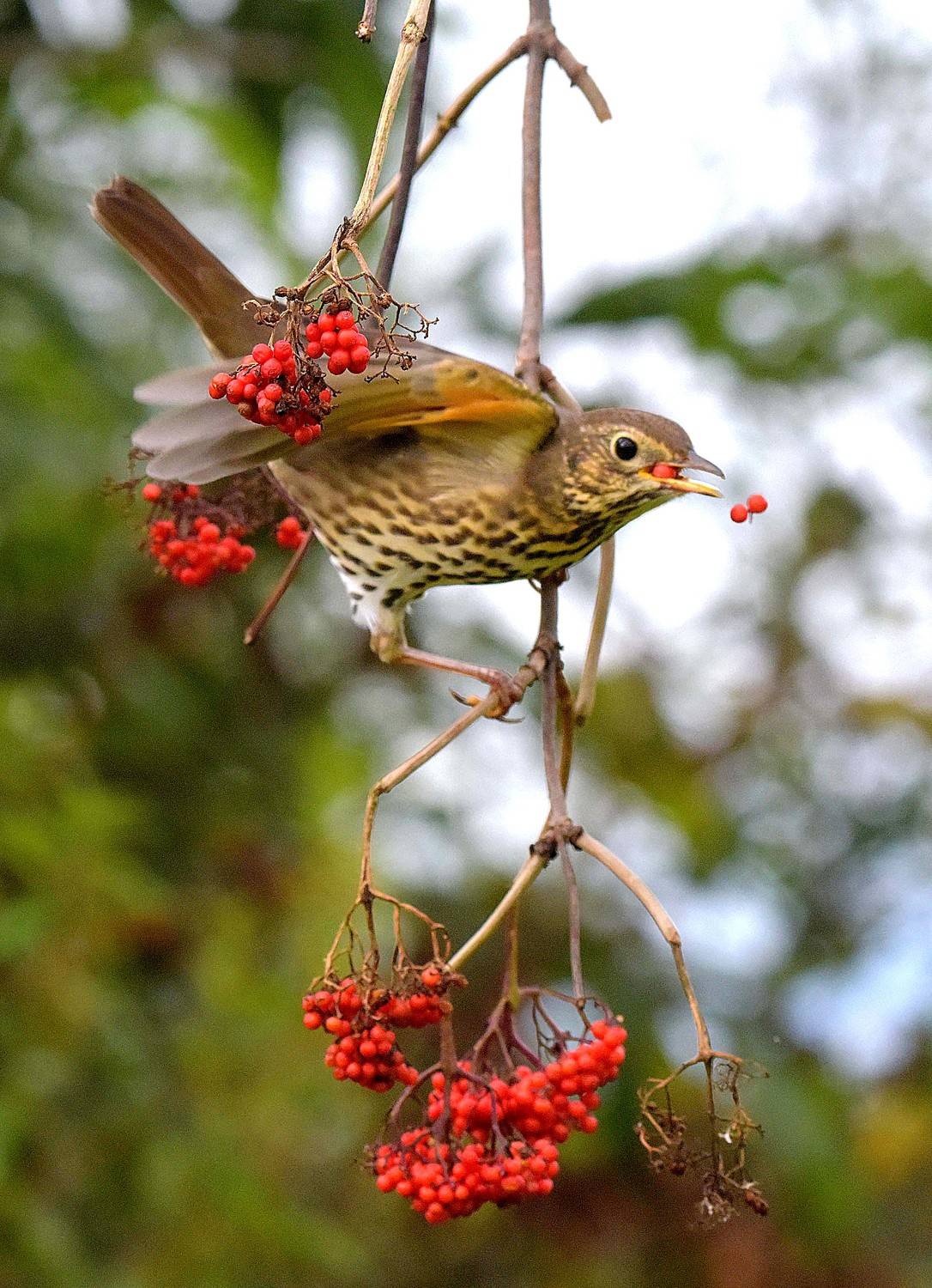 , Белоусов Михаил