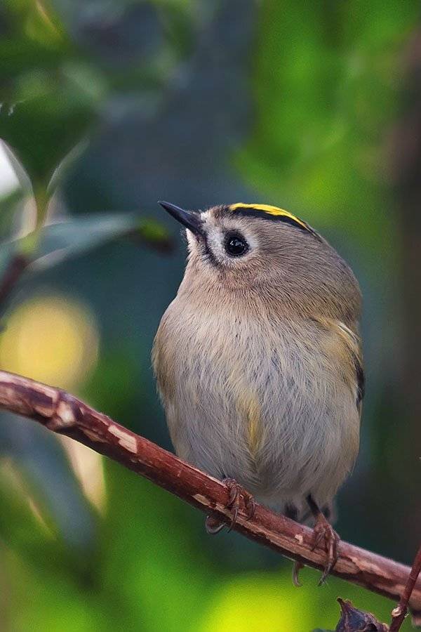 Птицы, Наталья