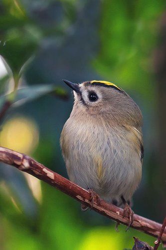 Стройнящий профиль