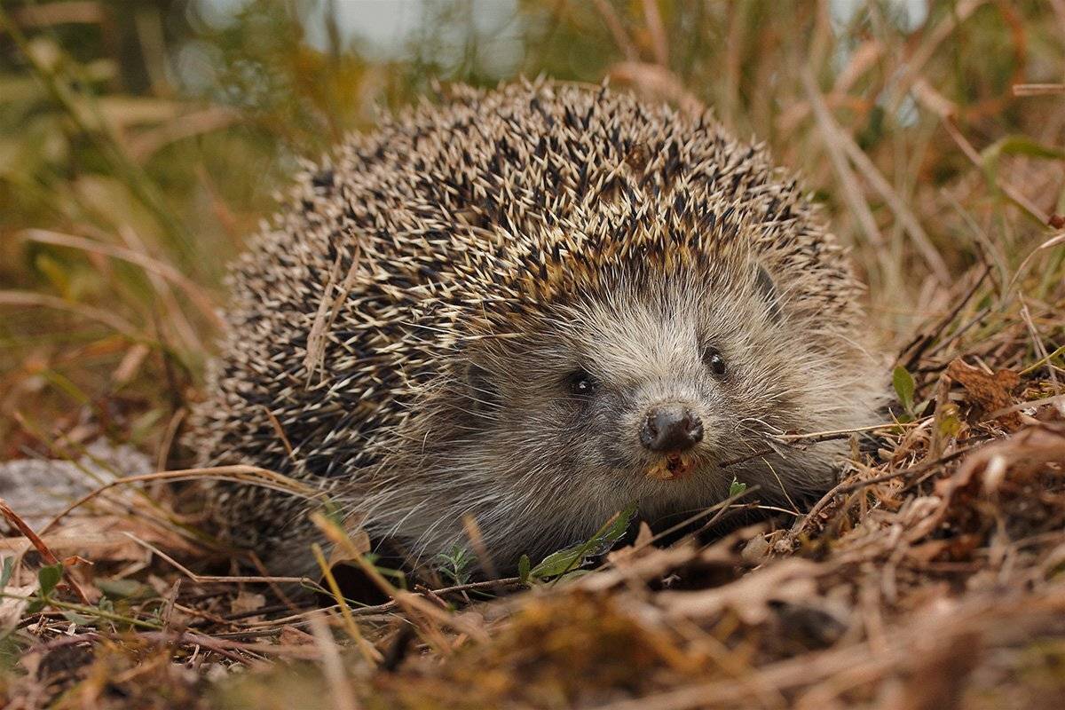 , Роман Рысь