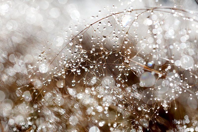 Осенние росы фото превью