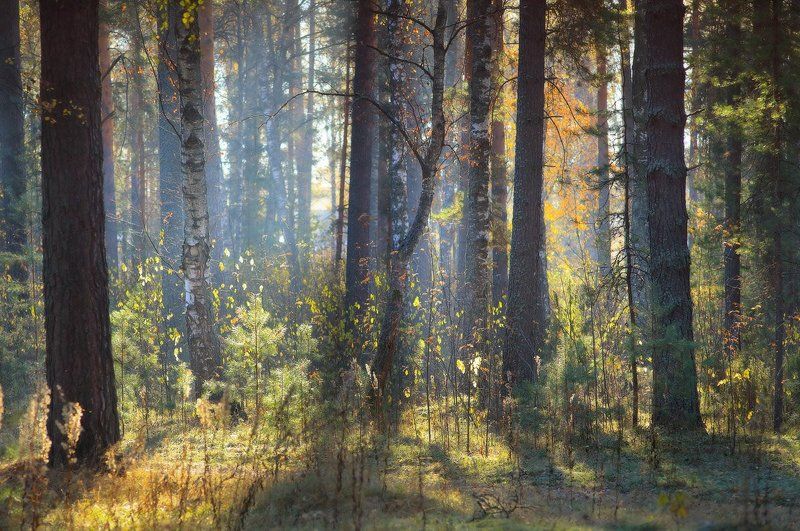 Струился свет на осенний лес фото превью