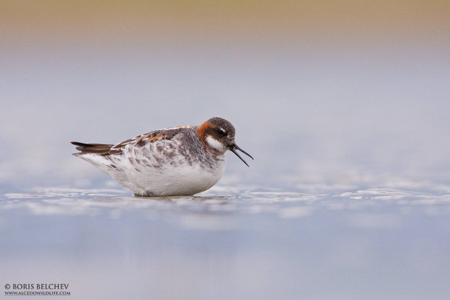 , Борис Белчев