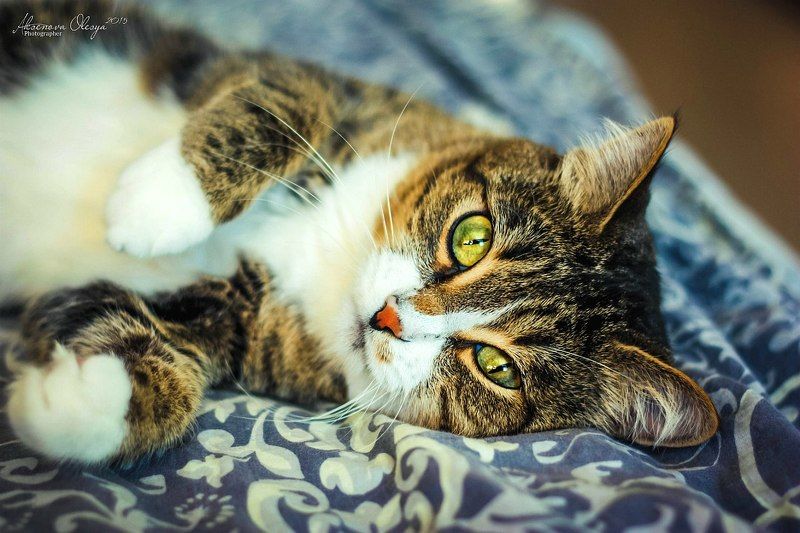 кот, глаза, кошка, коты, животные  фото превью