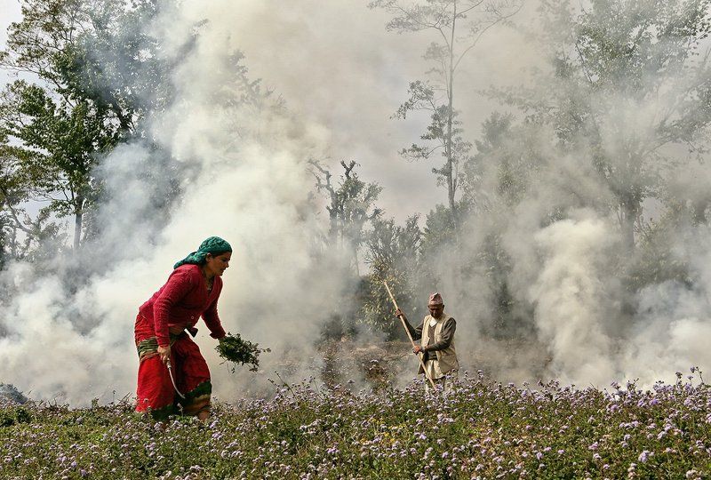 nepal, people, spring, flowers photo preview