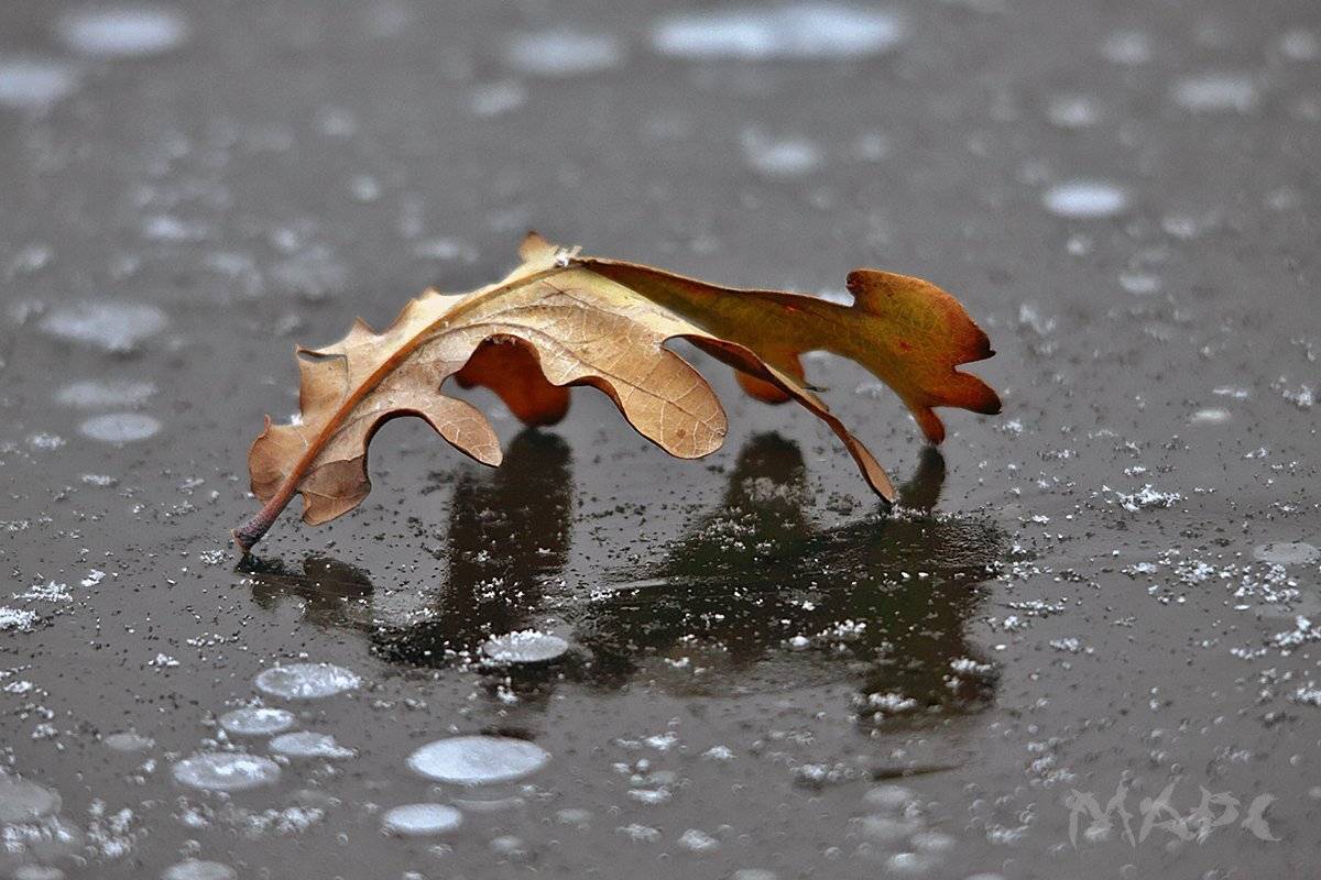 , Шангареев Марс