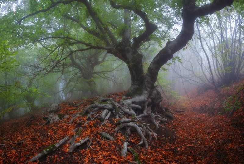 * * * фото превью