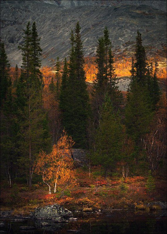 Хибины, осень, горы Акварель осени. фото превью