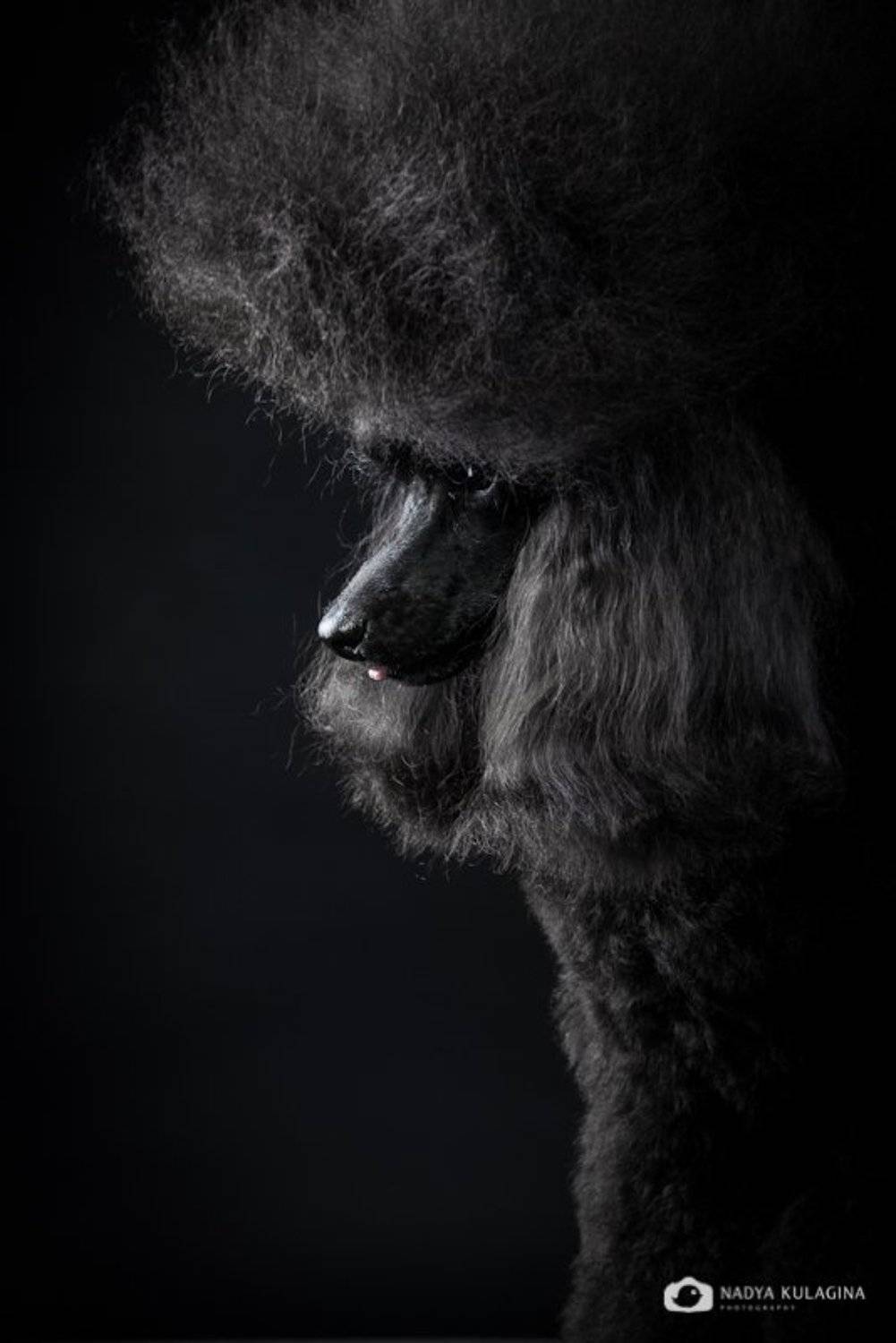Black, Dog, Portrait, Studio, Портрет, Свет, Собака, Студия, Черное, Nadya Kulagina