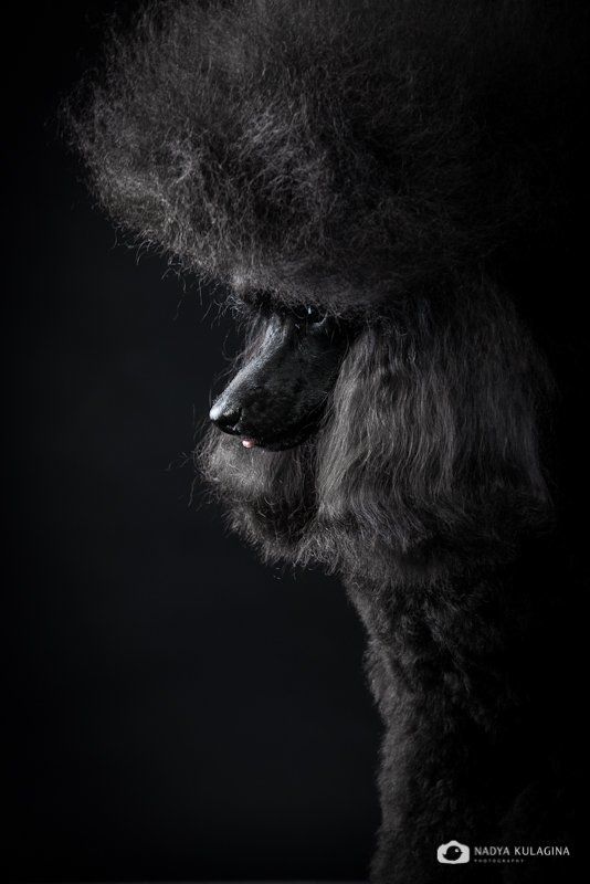 Black, Dog, Portrait, Studio, Портрет, Свет, Собака, Студия, Черное Кай фото превью