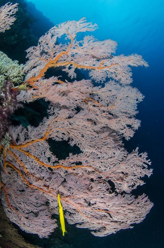 животные, природа, подводный мир, под водой, море, океан Сказочный сад фото превью