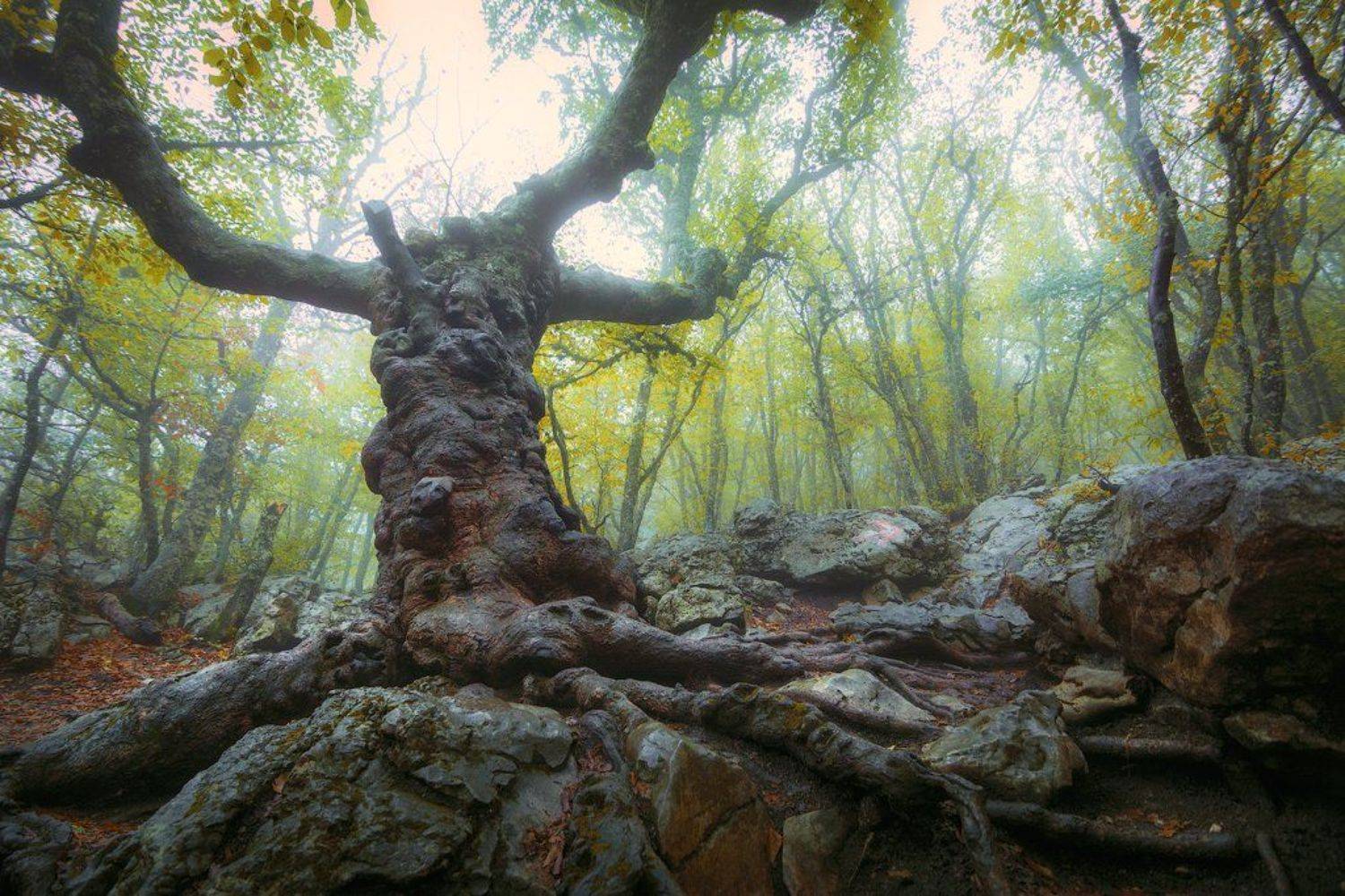 , Сорокин Олег