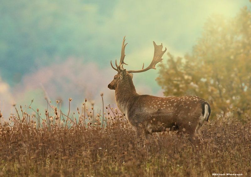 Wildlife King фото превью