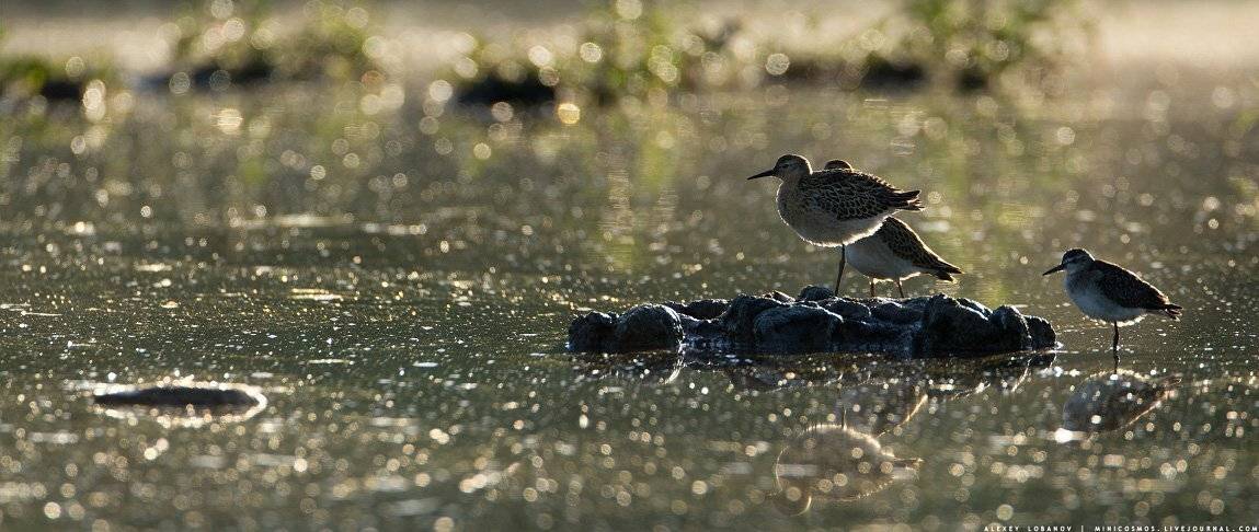 , Алексей Лобанов
