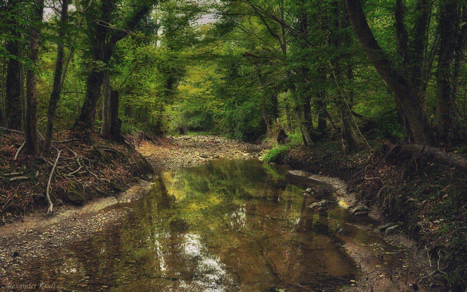 лес, ручей, Александр Круль