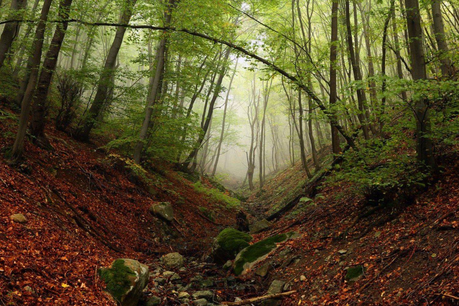 , Александър Сандев