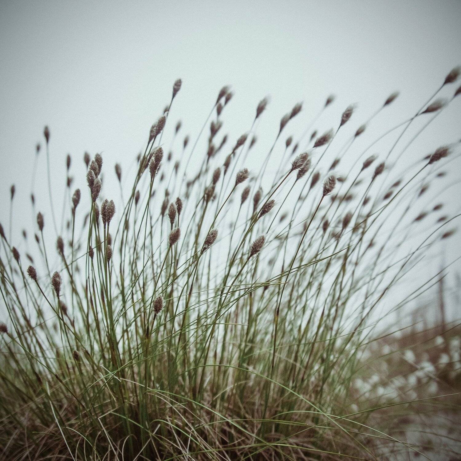 35, Blue, Canon, Color, Colors, Flower, Flowers, Fog, Green, Green travel 35 blue canon flowe, Light, Photo, Plants, Travel, Wind, Vladimir Mastepanov