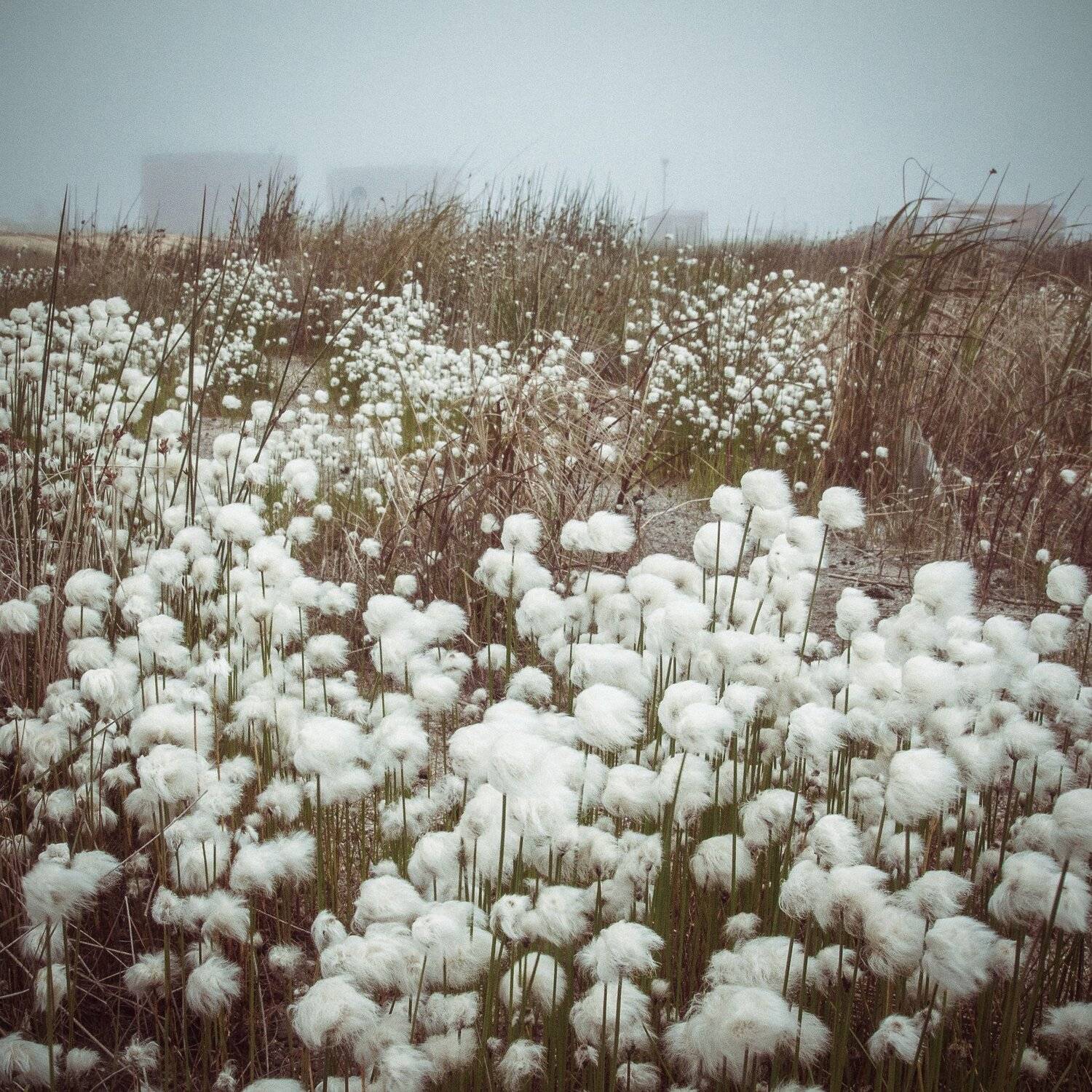 35, blue, canon, color, colors, flower, flowers, fog, grass, green, nature, photo, photography, plants, sky, travel, white, wind, Vladimir Mastepanov