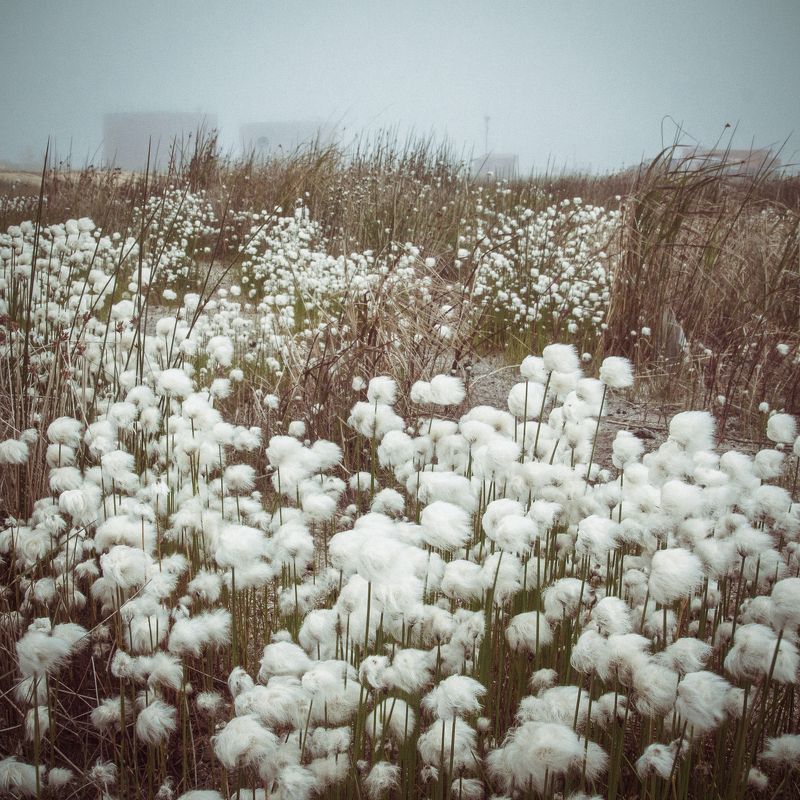 35, blue, canon, color, colors, flower, flowers, fog, grass, green, nature, photo, photography, plants, sky, travel, white, wind 2 фото превью