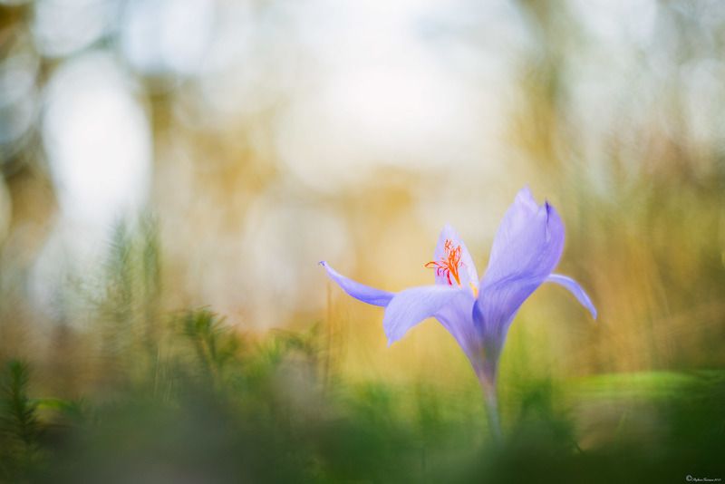 Autumn is springtime of winter фото превью