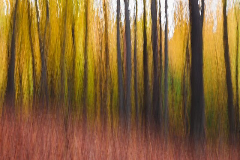 Краски осеннего леса фото превью