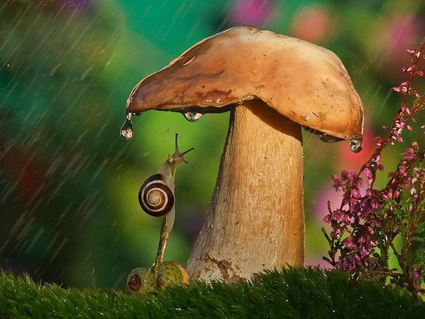 , Вячеслав Мищенко