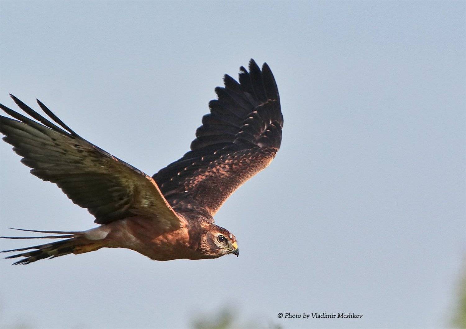 , &copy; =Vladimir Meshkov=