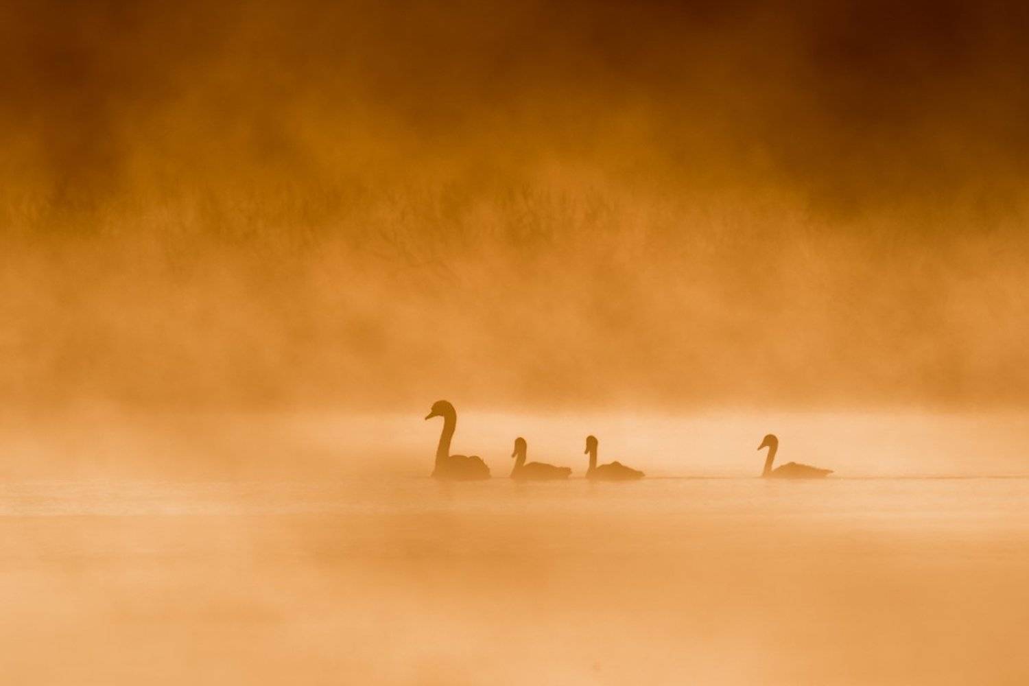 , Сергей Овчинников
