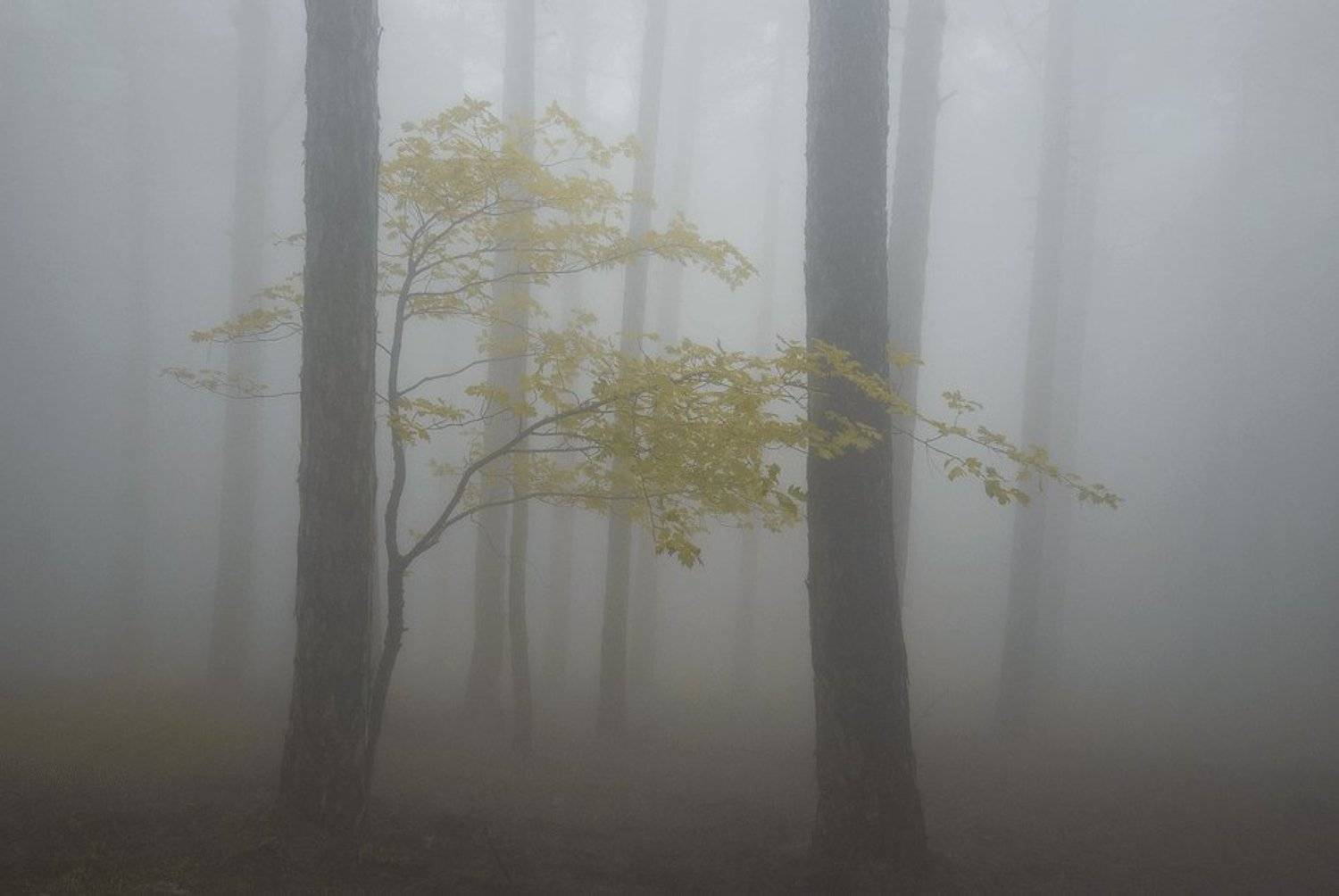 , Саша  Вайсберг / Waldschnepfe /