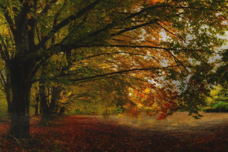 *** фото превью