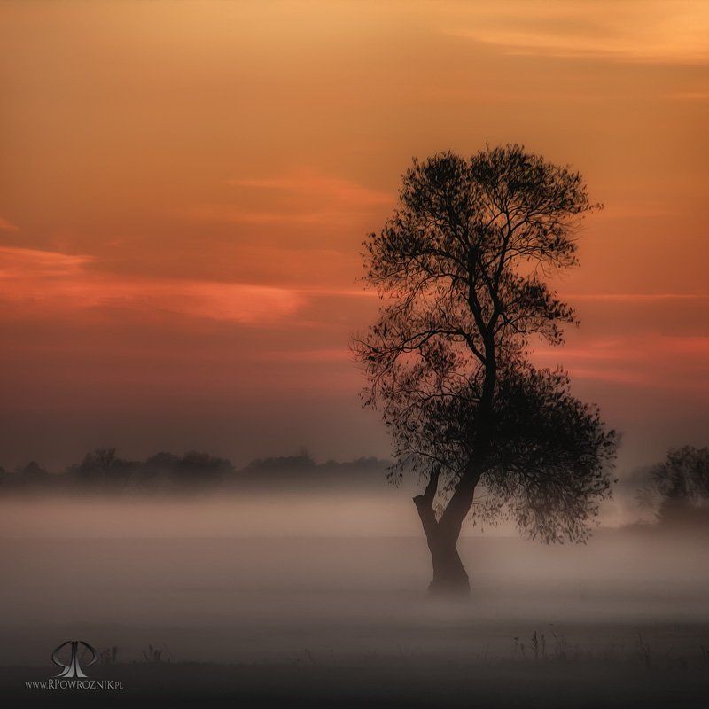 Fog, Landscape, Rpowroznik, Sunset, Tree lonely... фото превью