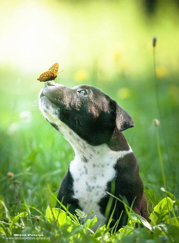 Новый друг фото превью