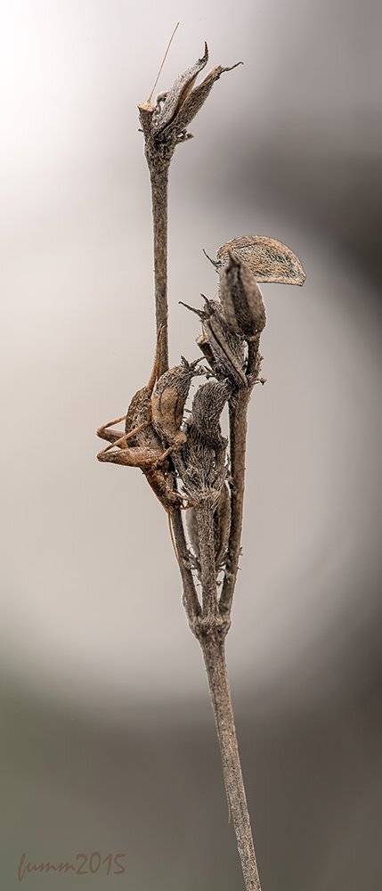 , Игорь ФУММ